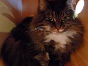 猫カフェ:キャットテイル 猫棚の中のシロン。 photo:12.12.08 猫カフェ:キャットテイル 猫棚の中のシロン。 photo:12.12.08