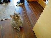猫カフェ:キャットテイル みあげるこむぎ。 photo:12.12.08 猫カフェ:キャットテイル みあげるこむぎ。 photo:12.12.08