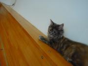 猫カフェ:キャットテイル こむぎ伏せ。 photo:12.12.08 猫カフェ:キャットテイル こむぎ伏せ。 photo:12.12.08