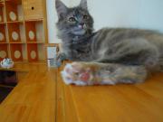 猫カフェ:キャットテイル こむぎ 肉球。うしろはごまめ。 photo:12.12.08 猫カフェ:キャットテイル こむぎ 肉球。うしろはごまめ。 photo:12.12.08