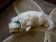 猫カフェ:キャットテイル クリームのくねっと寝。 photo:12.12.08 猫カフェ:キャットテイル クリームのくねっと寝。 photo:12.12.08