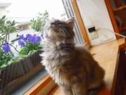 猫カフェ:キャットテイル こむぎ、ぐぐっと見上げる。 photo:12.12.08 猫カフェ:キャットテイル こむぎ、ぐぐっと見上げる。 photo:12.12.08