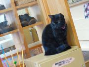 猫カフェ:キャットテイル 書棚の上のクク。 photo:12.12.08 猫カフェ:キャットテイル 書棚の上のクク。 photo:12.12.08