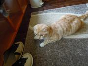 猫カフェ:キャットテイル 伏せくるみ。 photo:12.12.08 猫カフェ:キャットテイル 伏せくるみ。 photo:12.12.08