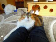 猫カフェ:キャットテイル 脚の上のプリンこっちむいて。 photo:12.12.08 猫カフェ:キャットテイル 脚の上のプリンこっちむいて。 photo:12.12.08