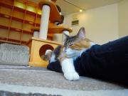 猫カフェ:キャットテイル 脚の上でおちつくプリン。 photo:12.12.08 猫カフェ:キャットテイル 脚の上でおちつくプリン。 photo:12.12.08