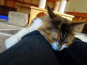 猫カフェ:キャットテイル 脚の上に顎おきプリン。 photo:12.12.08 猫カフェ:キャットテイル 脚の上に顎おきプリン。 photo:12.12.08