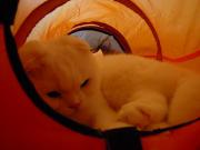 猫カフェ:キャットテイル 猫トンネルのなかのムース。 photo:12.12.08 猫カフェ:キャットテイル 猫トンネルのなかのムース。 photo:12.12.08