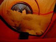 猫カフェ:キャットテイル 猫トンネルで不思議な格好のムース。 photo:12.12.08 猫カフェ:キャットテイル 猫トンネルで不思議な格好のムース。 photo:12.12.08
