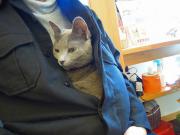 猫カフェ:キャットテイル 上着の中のベル、ねぼけてる?ぼんやり。 photo:12.12.08 猫カフェ:キャットテイル 上着の中のベル、ねぼけてる?ぼんやり。 photo:12.12.08