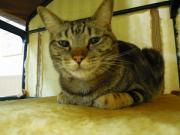 猫カフェ:ねこ会議 ハウスのなかのりんご。 photo:12.07.15 猫カフェ:ねこ会議 ハウスのなかのりんご。 photo:12.07.15