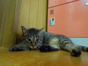 猫カフェ:ねこ会議 入り口前でなっつ。 photo:12.07.15 猫カフェ:ねこ会議 入り口前でなっつ。 photo:12.07.15