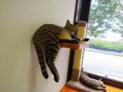 猫カフェ:ねこ会議 猫棚で後ろ足ダラ~ン。キジトラはもか? photo:12.07.15 猫カフェ:ねこ会議 猫棚で後ろ足ダラ~ン。キジトラはもか? photo:12.07.15
