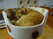 猫カフェ:ねこ会議 すやすやミルク。 photo:12.07.15 猫カフェ:ねこ会議 すやすやミルク。 photo:12.07.15