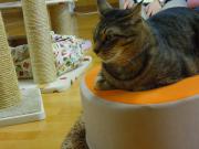 猫カフェ:ねこ会議 すもも半身。 photo:12.07.15 猫カフェ:ねこ会議 すもも半身。 photo:12.07.15