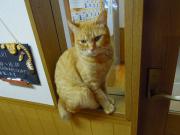猫カフェ:ねこ会議 入り口前のバニラ。細い足場に納まってます。 photo:12.07.15 猫カフェ:ねこ会議 入り口前のバニラ。細い足場に納まってます。 photo:12.07.15