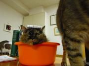 猫カフェ:ねこ会議 セクシーお風呂シーン、ではないけれど、ちょこ。撮影中に邪魔しに来た子は誰だ。 photo:12.07.15 猫カフェ:ねこ会議 セクシーお風呂シーン、ではないけれど、ちょこ。撮影中に邪魔しに来た子は誰だ。 photo:12.07.15