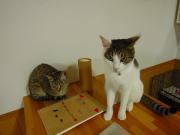 猫カフェ:ねこ会議 カウンターでひまわり。後ろのきじとらは、う~ん、きじとらメンバーがみわけられない。 photo:12.07.15 猫カフェ:ねこ会議 カウンターでひまわり。後ろのきじとらは、う~ん、きじとらメンバーがみわけられない。 photo:12.07.15