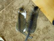 猫カフェ:ねこ会議 たんぽぽとなでしこ、仲良し上からの図。 photo:12.07.15 猫カフェ:ねこ会議 たんぽぽとなでしこ、仲良し上からの図。 photo:12.07.15