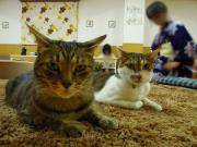 猫カフェ:ねこ会議 仲良したんぽぽとなでしこ。 photo:12.07.15 猫カフェ:ねこ会議 仲良したんぽぽとなでしこ。 photo:12.07.15