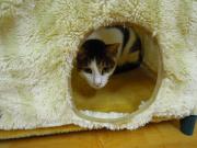 猫カフェ:ねこ会議 ハウスの下段からのぞくゆず。 photo:12.07.15 猫カフェ:ねこ会議 ハウスの下段からのぞくゆず。 photo:12.07.15