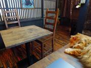 猫カフェ:寧估庵(ねいこあん) レオ爺とテーブル。 photo:2012.03.24 猫カフェ:寧估庵(ねいこあん) レオ爺とテーブル。 photo:2012.03.24