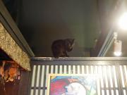 猫カフェ:寧估庵(ねいこあん) 天井と黒猫。 photo:2012.03.24 猫カフェ:寧估庵(ねいこあん) 天井と黒猫。 photo:2012.03.24