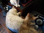 猫カフェ:寧估庵(ねいこあん) 黒電話と猫、上から。 photo:2012.03.24 猫カフェ:寧估庵(ねいこあん) 黒電話と猫、上から。 photo:2012.03.24