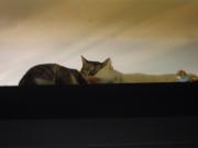猫カフェ:寧估庵(ねいこあん) 梁のうえです。仲良く寄り添い寝。 photo:2012.03.24 猫カフェ:寧估庵(ねいこあん) 梁のうえです。仲良く寄り添い寝。 photo:2012.03.24