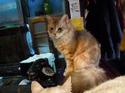 猫カフェ:寧估庵(ねいこあん) 美猫リオン。 photo:2012.03.24 猫カフェ:寧估庵(ねいこあん) 美人リオン。 photo:2012.03.24