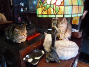 猫カフェ:寧估庵(ねいこあん) シェルランプと猫3匹。 photo:2012.03.24 猫カフェ:寧估庵(ねいこあん) シェルランプと猫3匹。 photo:2012.03.24