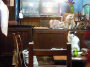 猫カフェ:寧估庵(ねいこあん) カウンター前テーブルと猫。 photo:2012.03.24 猫カフェ:寧估庵(ねいこあん) カウンター前テーブルと猫。 photo:2012.03.24