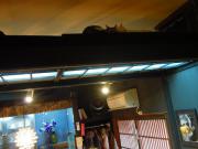 猫カフェ:寧估庵(ねいこあん) 天井の猫。 photo:2012.03.24 猫カフェ:寧估庵(ねいこあん) 天井の猫。 photo:2012.03.24