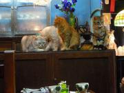 猫カフェ:寧估庵(ねいこあん) カウンター前猫いっぱい。 photo:2012.03.24 猫カフェ:寧估庵(ねいこあん) カウンター前猫いっぱい。 photo:2012.03.24