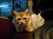 猫カフェ:寧估庵(ねいこあん) 入り口前で香箱の猫。 photo:2012.03.24 猫カフェ:寧估庵(ねいこあん) 入り口前で香箱の猫。 photo:2012.03.24