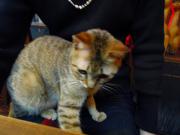 猫カフェ:寧估庵(ねいこあん) 膝のりコネコ。 photo:2012.03.24 猫カフェ:寧估庵(ねいこあん) 膝のりコネコ。 photo:2012.03.24