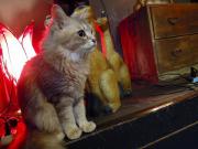 猫カフェ:寧估庵(ねいこあん) 謎エリアとリオン。 photo:2012.03.24 猫カフェ:寧估庵(ねいこあん) 謎エリアとリオン。 photo:2012.03.24