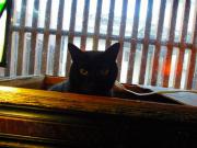 猫カフェ:寧估庵(ねいこあん) 格子と黒猫にゃーん。 photo:2012.03.24 猫カフェ:寧估庵(ねいこあん) 格子と黒猫にゃーん。 photo:2012.03.24