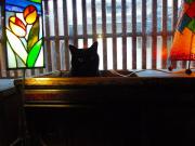 猫カフェ:寧估庵(ねいこあん) 黒猫さん。 photo:2012.03.24 猫カフェ:寧估庵(ねいこあん) 黒猫さん。 photo:2012.03.24
