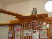 猫カフェ:cafe犬猫人 扉上のキャットウォーク。 photo:2012.03.18 猫カフェ:cafe犬猫人 扉上のキャットウォーク。 photo:2012.03.18