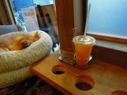 猫カフェ:cafe犬猫人 マンゴージュース。 photo:2012.03.18 猫カフェ:cafe犬猫人 マンゴージュース。 photo:2012.03.18