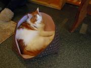 猫カフェ:cafe犬猫人 昼寝中。 photo:2012.03.18 猫カフェ:cafe犬猫人 昼寝中。 photo:2012.03.18
