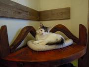 猫カフェ:cafe犬猫人 セルフ棚の上で寝てたのはこの子。 photo:2012.03.18 猫カフェ:cafe犬猫人 セルフ棚の上で寝てたのはこの子。 photo:2012.03.18