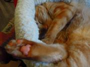猫カフェ:cafe犬猫人 昼寝中、肉球。 photo:2012.03.18 猫カフェ:cafe犬猫人 昼寝中、肉球。 photo:2012.03.18