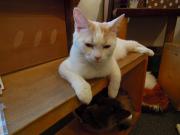 猫カフェ:cafe犬猫人 ウッドチェアと一緒にならんでくれる猫。下ではお昼寝中。 photo:2012.03.18 猫カフェ:cafe犬猫人 ウッドチェアと一緒にならんでくれる猫。下ではお昼寝中。 photo:2012.03.18
