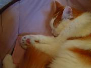 猫カフェ:cafe犬猫人 昼寝中猫と肉球。 photo:2012.03.18 猫カフェ:cafe犬猫人 昼寝中猫と肉球。 photo:2012.03.18