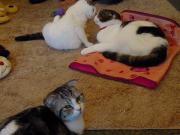猫カフェ:cafe犬猫人 なんかこっちみてる。フロアの猫。 photo:2012.03.18 猫カフェ:cafe犬猫人 なんかこっちみてる。フロアの猫。 photo:2012.03.18