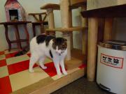 猫カフェ:cafe犬猫人 ここから先にもちっちゃい部屋あり。 photo:2012.03.18 猫カフェ:cafe犬猫人 ここから先にもちっちゃい部屋あり。 photo:2012.03.18