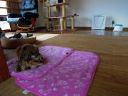 猫カフェ:ねこぅあん 居間側のスペース。パルコ。 photo:2012.03.18 猫カフェ:ねこぅあん 居間側のスペース。パルコ。 photo:2012.03.18