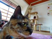 猫カフェ:ねこぅあん パルコのアップ。 photo:2012.03.18 猫カフェ:ねこぅあん パルコのアップ。 photo:2012.03.18